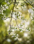 Storytelling through Garden Photography at the Beatrix Farrand Garden